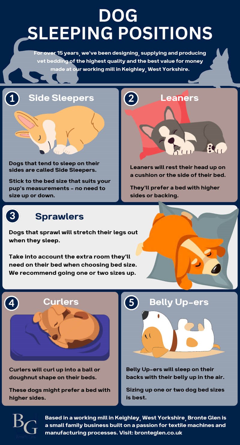 The Meaning Behind Your Dog s Sleeping Position Bronte Glen